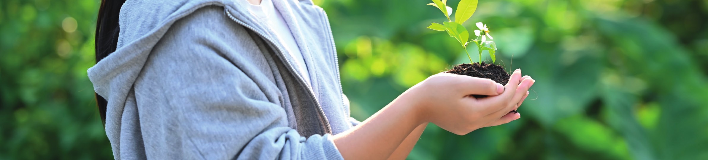 Photo d'illustration avec des mains tenant une jeune pousse